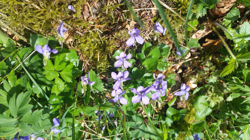 Der er ikke bare anemoner og kodrivere lige nu. De smukke krat-violer blomstrer ogs� og findes heldigvis ofte langs skovvejene. Her i Dalby Skov